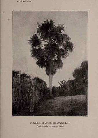 Reproducción/Reproduction 49644313467: Revue horticole.. Paris :Librairie agricole de la maison rustique,1829-1974.. 