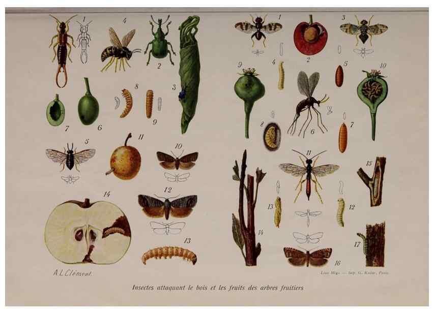Reproducción/Reproduction 49643507708: Revue horticole.. Paris :Librairie agricole de la maison rustique,1829-1974.. 