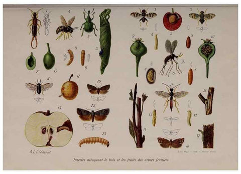 Reproducción/Reproduction 49643507708: Revue horticole.. Paris :Librairie agricole de la maison rustique,1829-1974.. 