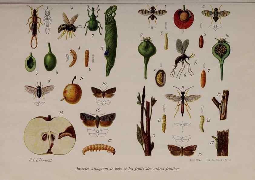 Reproducción/Reproduction 49643507708: Revue horticole.. Paris :Librairie agricole de la maison rustique,1829-1974.. 