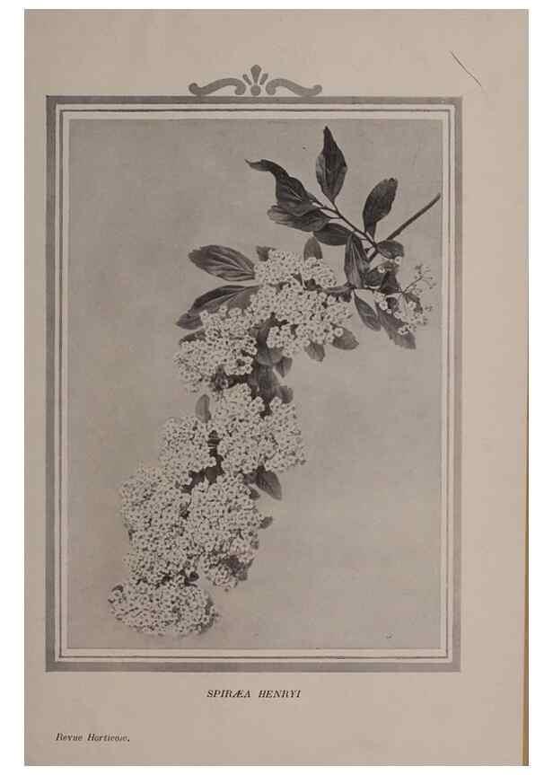 Reproducción/Reproduction 49644313962: Revue horticole.. Paris :Librairie agricole de la maison rustique,1829-1974.. 