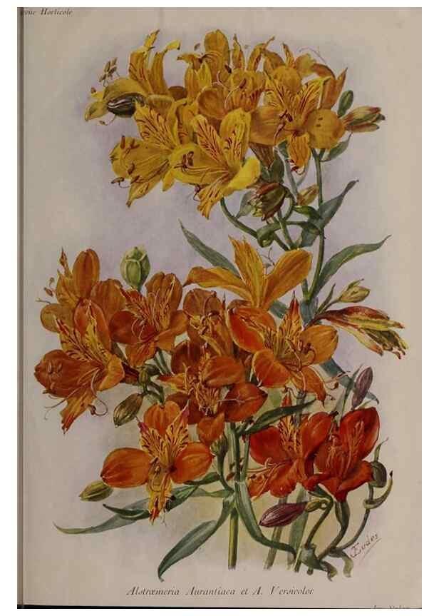 Reproducción/Reproduction 49644314212: Revue horticole.. Paris :Librairie agricole de la maison rustique,1829-1974.. 