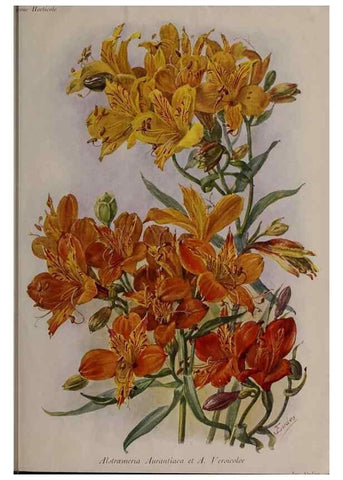 Reproducción/Reproduction 49644314212: Revue horticole.. Paris :Librairie agricole de la maison rustique,1829-1974.. 