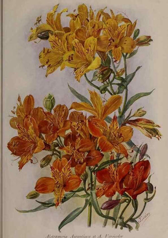 Reproducción/Reproduction 49644314212: Revue horticole.. Paris :Librairie agricole de la maison rustique,1829-1974.. 