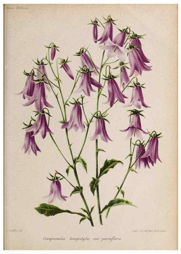 Reproducción/Reproduction 49643969817: Revue horticole.. Paris :Librairie agricole de la maison rustique,1829-1974.. 