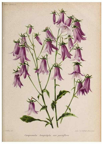 Reproducción/Reproduction 49643969817: Revue horticole.. Paris :Librairie agricole de la maison rustique,1829-1974.. 