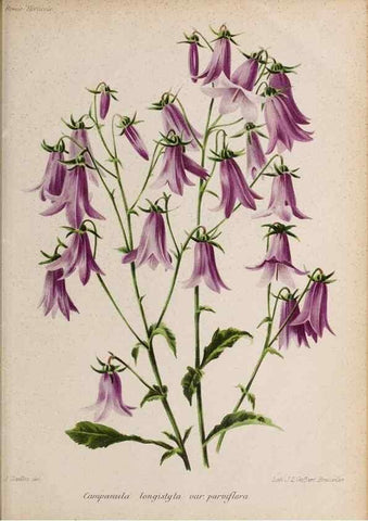 Reproducción/Reproduction 49643969817: Revue horticole.. Paris :Librairie agricole de la maison rustique,1829-1974.. 