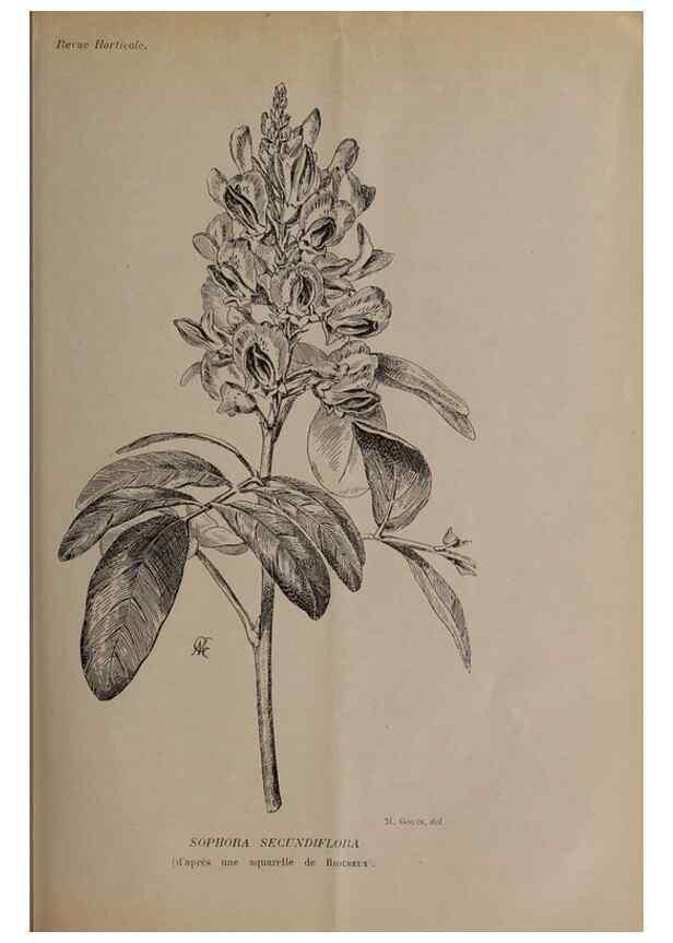 Reproducción/Reproduction 49643508713: Revue horticole.. Paris :Librairie agricole de la maison rustique,1829-1974.. 