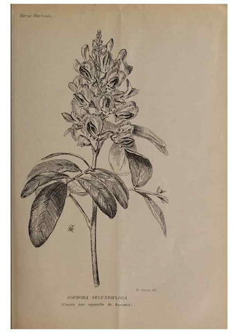 Reproducción/Reproduction 49643508713: Revue horticole.. Paris :Librairie agricole de la maison rustique,1829-1974.. 