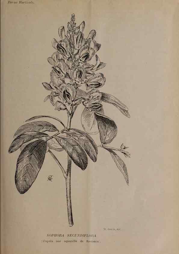 Reproducción/Reproduction 49643508713: Revue horticole.. Paris :Librairie agricole de la maison rustique,1829-1974.. 