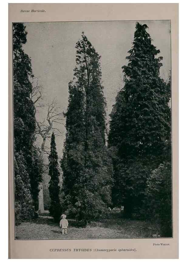 Reproducción/Reproduction 49643509308: Revue horticole.. Paris :Librairie agricole de la maison rustique,1829-1974.. 