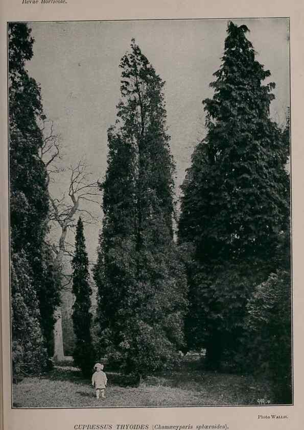Reproducción/Reproduction 49643509308: Revue horticole.. Paris :Librairie agricole de la maison rustique,1829-1974.. 