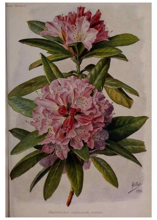 Reproducción/Reproduction 49644315382: Revue horticole.. Paris :Librairie agricole de la maison rustique,1829-1974.. 
