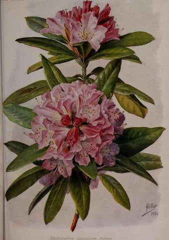 Reproducción/Reproduction 49644315382: Revue horticole.. Paris :Librairie agricole de la maison rustique,1829-1974.. 