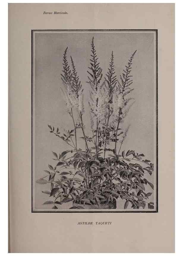Reproducción/Reproduction 49644035756: Revue horticole.. Paris :Librairie agricole de la maison rustique,1829-1974.. 