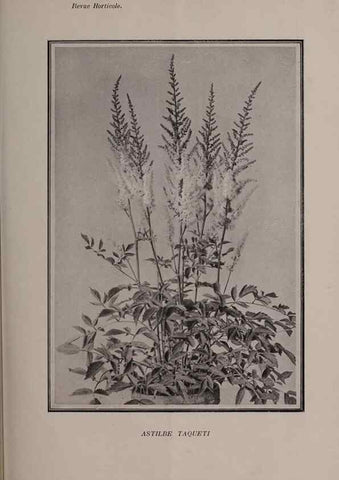 Reproducción/Reproduction 49644035756: Revue horticole.. Paris :Librairie agricole de la maison rustique,1829-1974.. 