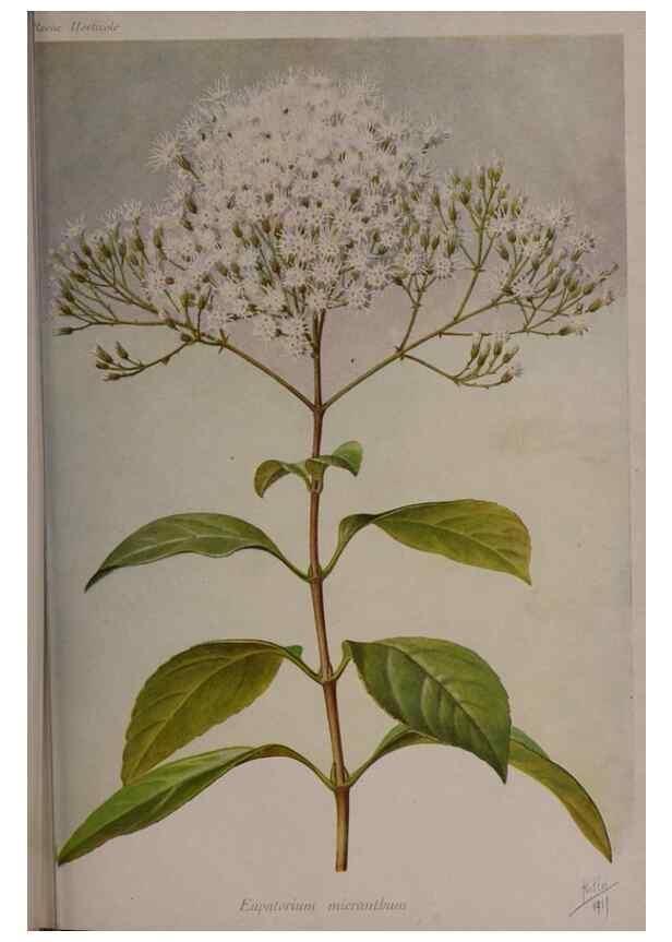 Reproducción/Reproduction 49644035996: Revue horticole.. Paris :Librairie agricole de la maison rustique,1829-1974.. 