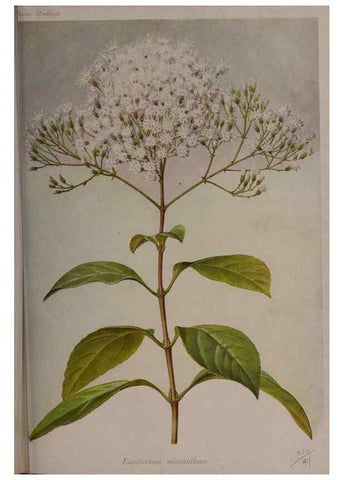 Reproducción/Reproduction 49644035996: Revue horticole.. Paris :Librairie agricole de la maison rustique,1829-1974.. 