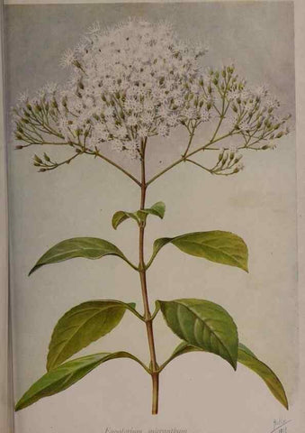 Reproducción/Reproduction 49644035996: Revue horticole.. Paris :Librairie agricole de la maison rustique,1829-1974.. 