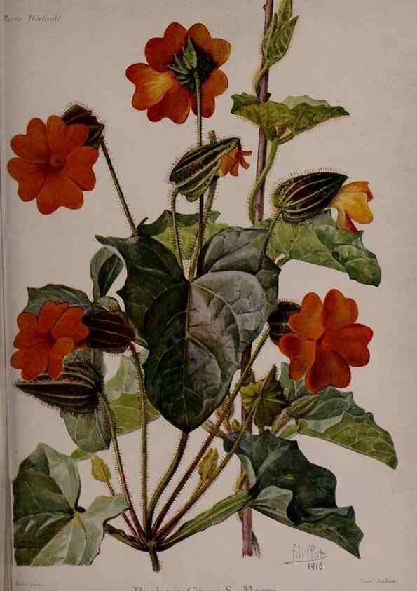 Reproducción/Reproduction 49643510408: Revue horticole.. Paris :Librairie agricole de la maison rustique,1829-1974.. 