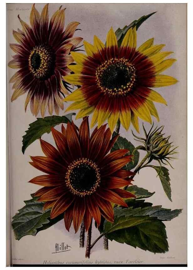Reproducción/Reproduction 49644316592: Revue horticole.. Paris :Librairie agricole de la maison rustique,1829-1974.. 