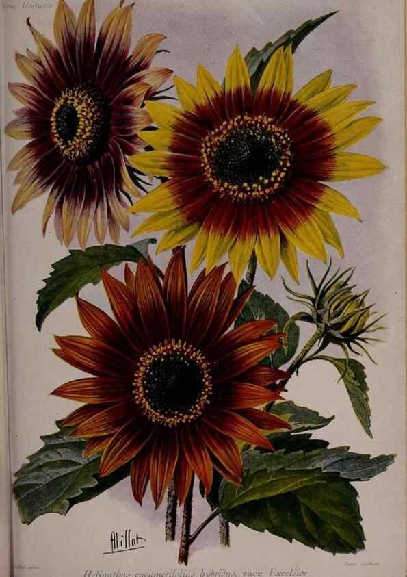 Reproducción/Reproduction 49644316592: Revue horticole.. Paris :Librairie agricole de la maison rustique,1829-1974.. 
