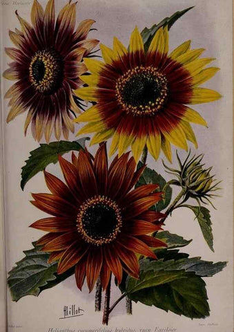 Reproducción/Reproduction 49644316592: Revue horticole.. Paris :Librairie agricole de la maison rustique,1829-1974.. 