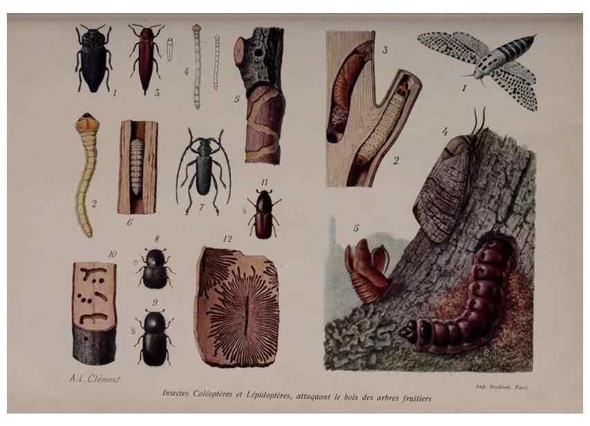Reproducción/Reproduction 49644316882: Revue horticole.. Paris :Librairie agricole de la maison rustique,1829-1974.. 