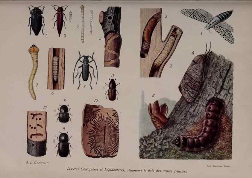 Reproducción/Reproduction 49644316882: Revue horticole.. Paris :Librairie agricole de la maison rustique,1829-1974.. 