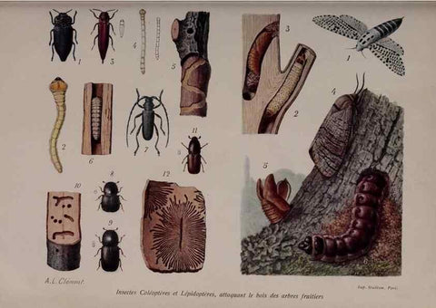 Reproducción/Reproduction 49644316882: Revue horticole.. Paris :Librairie agricole de la maison rustique,1829-1974.. 