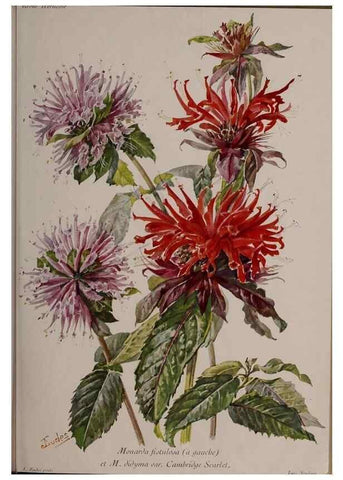 Reproducción/Reproduction 49644034876: Revue horticole.. Paris :Librairie agricole de la maison rustique,1829-1974.. 