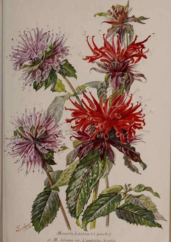 Reproducción/Reproduction 49644034876: Revue horticole.. Paris :Librairie agricole de la maison rustique,1829-1974.. 