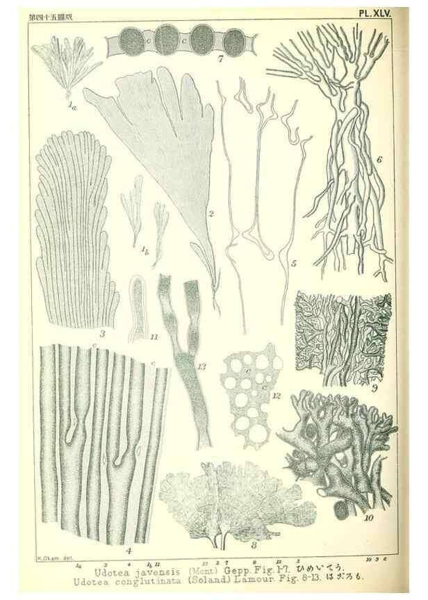 Reproducción/Reproduction 49674173417: Icones of Japanese algae.. Tokyo,Kazamashobo[1907-1942]. 