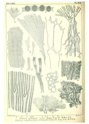 Reproducción/Reproduction 49674173417: Icones of Japanese algae.. Tokyo,Kazamashobo[1907-1942]. 