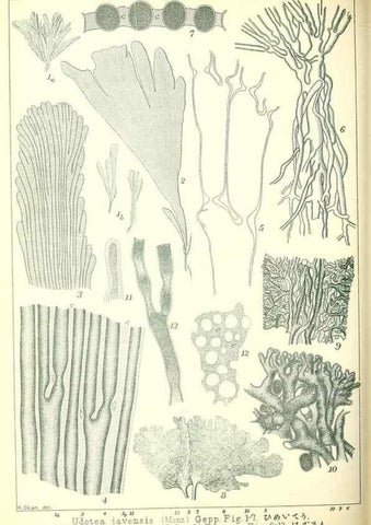 Reproducción/Reproduction 49674173417: Icones of Japanese algae.. Tokyo,Kazamashobo[1907-1942]. 