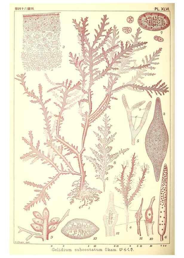 Reproducción/Reproduction 49673893096: Icones of Japanese algae.. Tokyo,Kazamashobo[1907-1942]. 