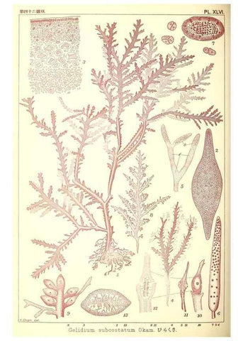 Reproducción/Reproduction 49673893096: Icones of Japanese algae.. Tokyo,Kazamashobo[1907-1942]. 