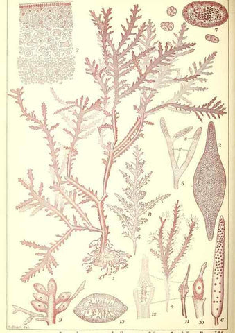 Reproducción/Reproduction 49673893096: Icones of Japanese algae.. Tokyo,Kazamashobo[1907-1942]. 