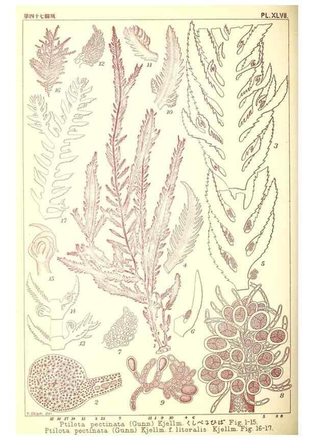 Reproducción/Reproduction 49673893526: Icones of Japanese algae.. Tokyo,Kazamashobo[1907-1942]. 