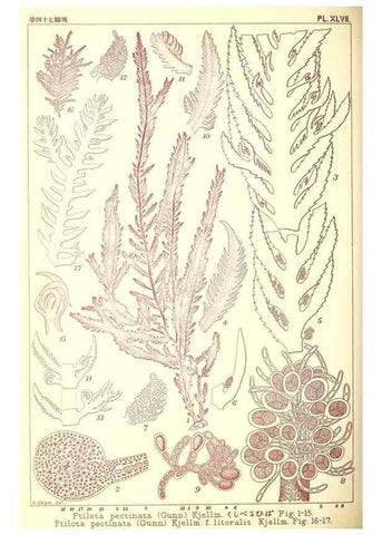 Reproducción/Reproduction 49673893526: Icones of Japanese algae.. Tokyo,Kazamashobo[1907-1942]. 
