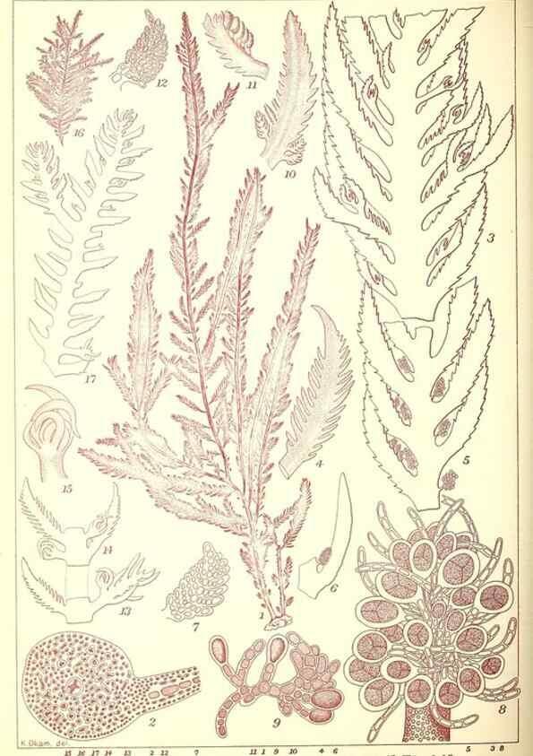 Reproducción/Reproduction 49673893526: Icones of Japanese algae.. Tokyo,Kazamashobo[1907-1942]. 