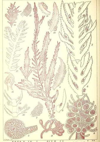 Reproducción/Reproduction 49673893526: Icones of Japanese algae.. Tokyo,Kazamashobo[1907-1942]. 