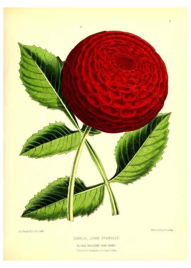 Reproducción/Reproduction 49677613462: The floral magazine;. London,L. Reeve & Co.. 