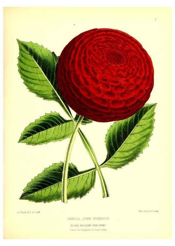 Reproducción/Reproduction 49677613462: The floral magazine;. London,L. Reeve & Co.. 