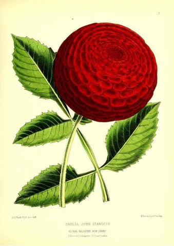 Reproducción/Reproduction 49677613462: The floral magazine;. London,L. Reeve & Co.. 