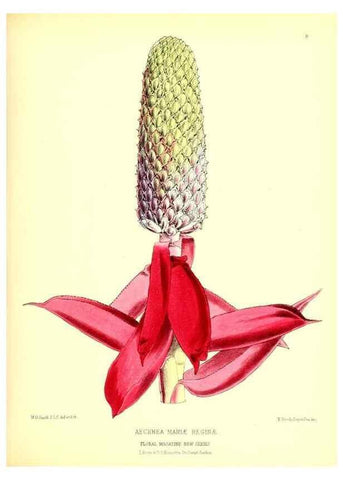 Reproducción/Reproduction 49676798063: The floral magazine;. London,L. Reeve & Co.. 