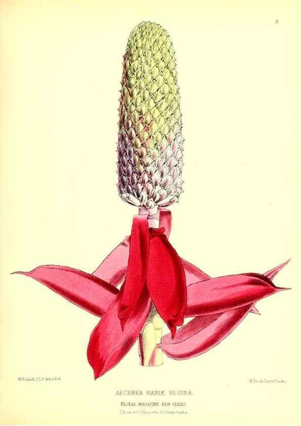 Reproducción/Reproduction 49676798063: The floral magazine;. London,L. Reeve & Co.. 