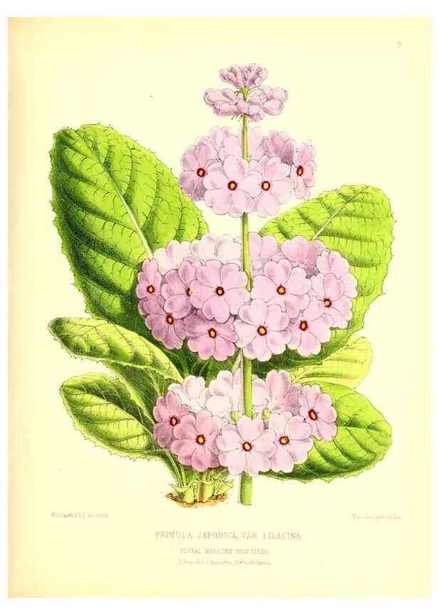 Reproducción/Reproduction 49677330826: The floral magazine;. London,L. Reeve & Co.. 