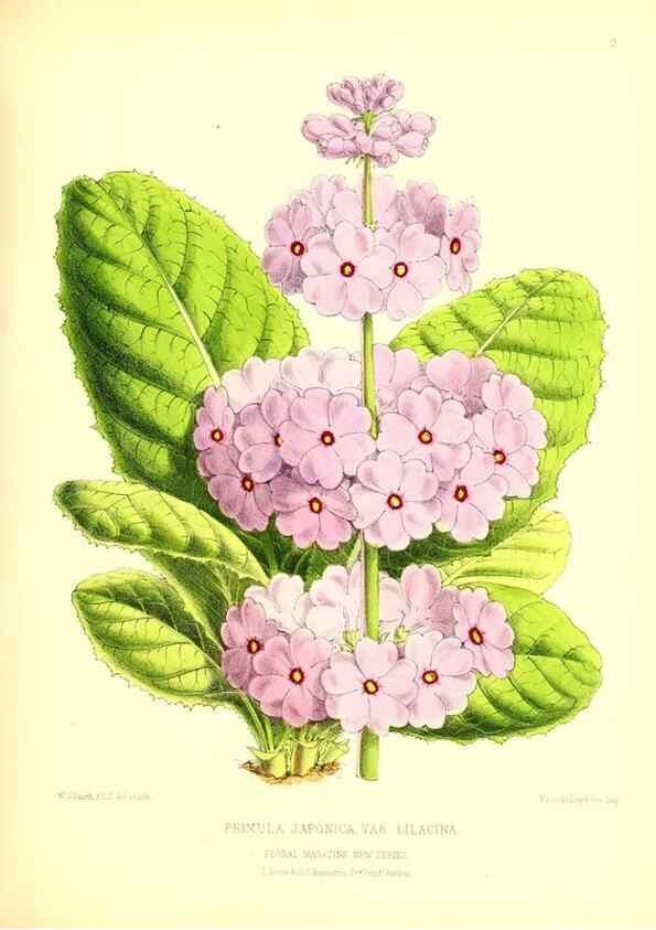 Reproducción/Reproduction 49677330826: The floral magazine;. London,L. Reeve & Co.. 