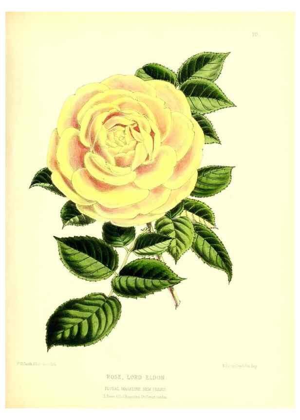 Reproducción/Reproduction 49677331021: The floral magazine;. London,L. Reeve & Co.. 
